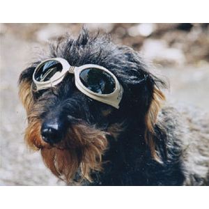 Dog Shades