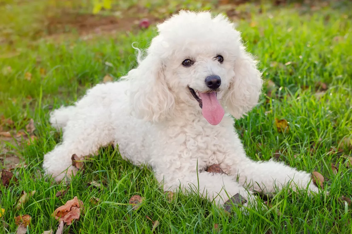 Poodle 