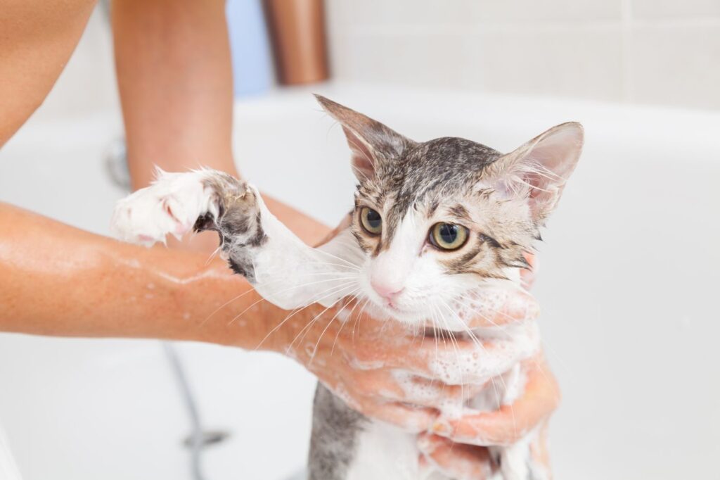 Cat being washed
