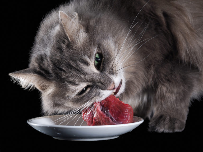 BARF Nutrition for cats - raw cat food