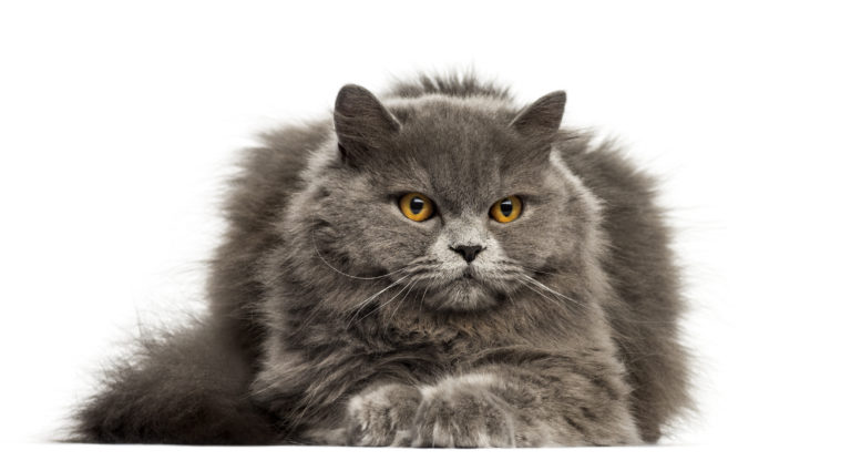 British Longhair cat breed
