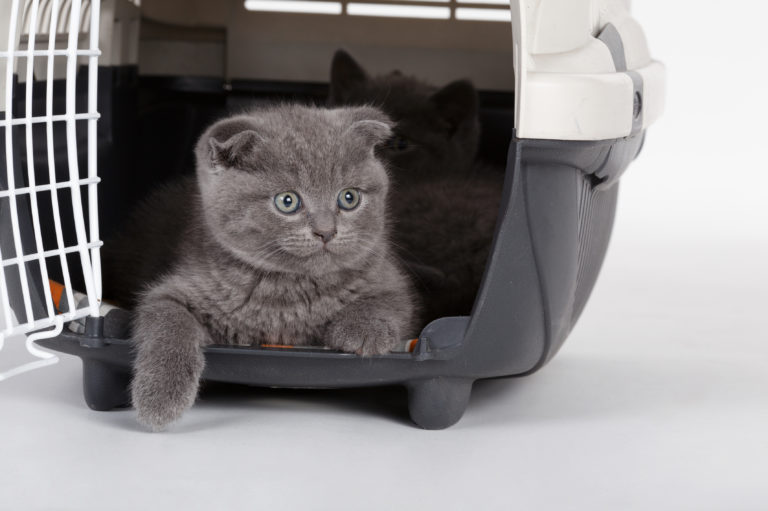 Flying with Cats - Cat on Plane