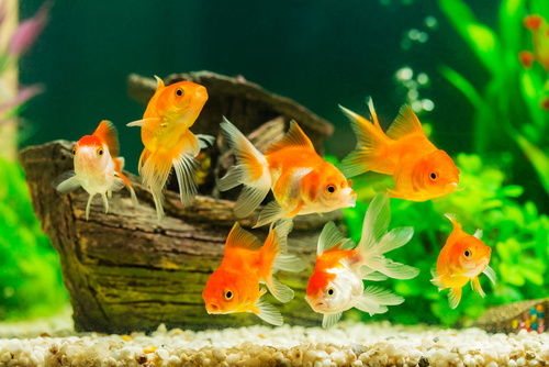 Goldfish in aquarium