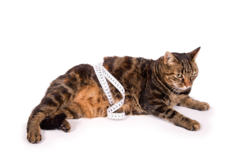 Overweight cat - cat obesity