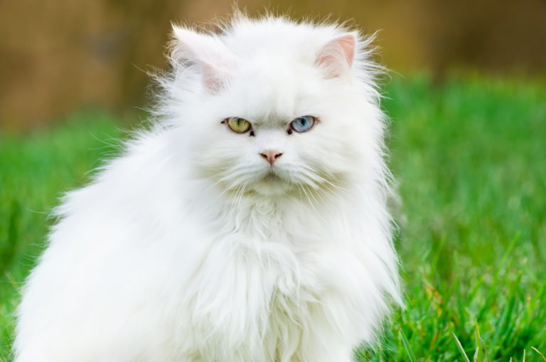 Turkish angora, white cat with different eye color