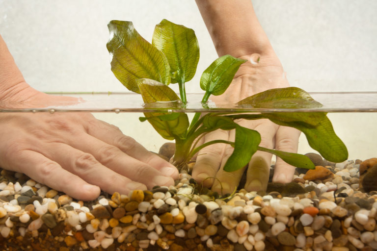 Aquarium Plants - starter guide - how to