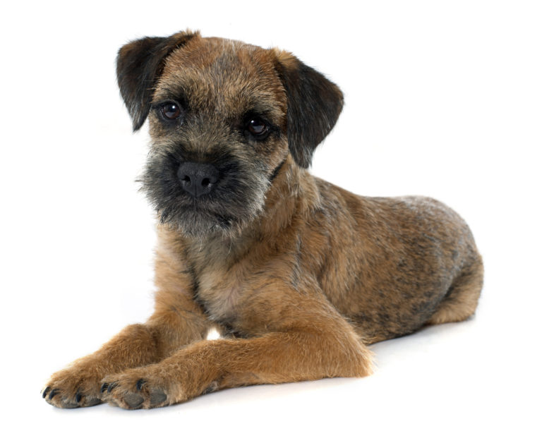 purebred border terrier