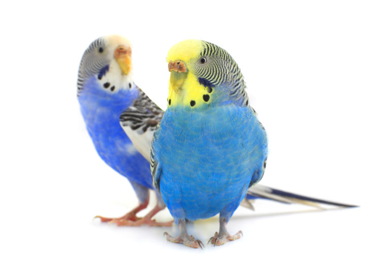 budgies breeding