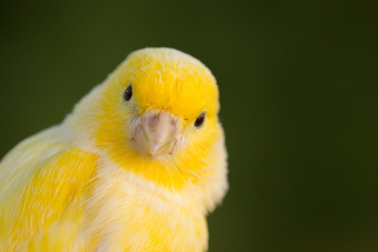 Beautiful yellow canary