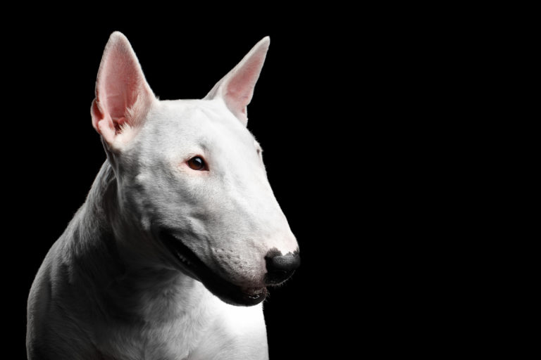 Bull Terrier - IE