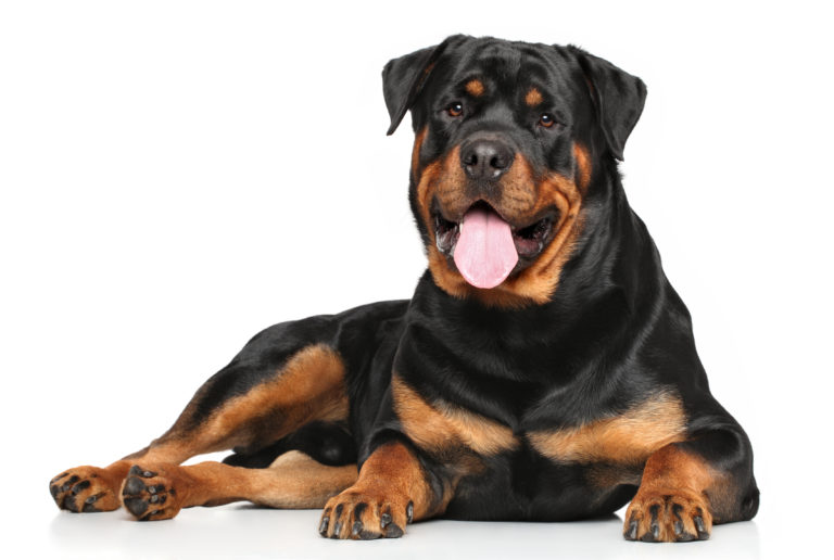 Rottweiler - UK