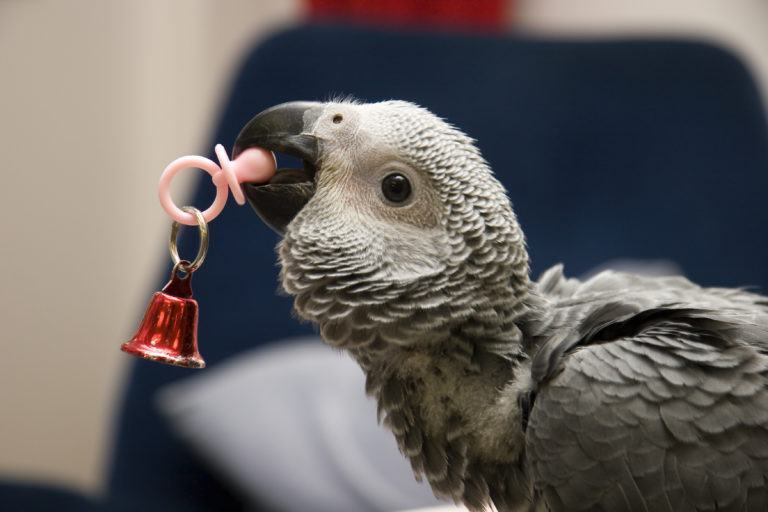 Intelligence Toys for Birds