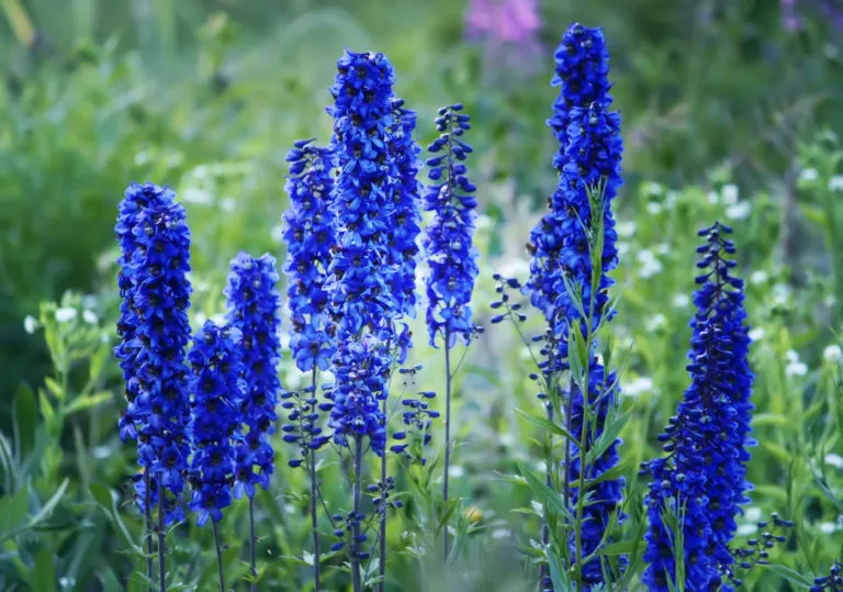 Flower Delfinium. Perennial plant. Flower Delfinium. Perennial plant.