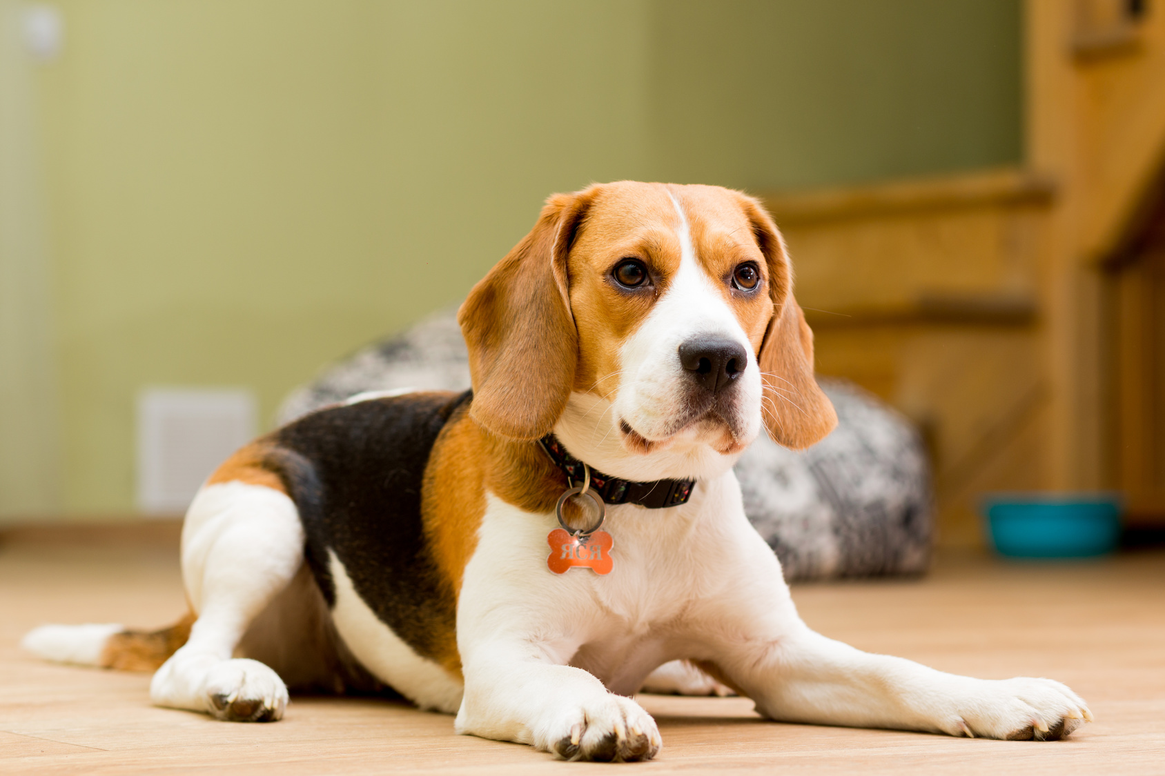 Beagle Puppy Stock Photo - Download Image Now - iStock