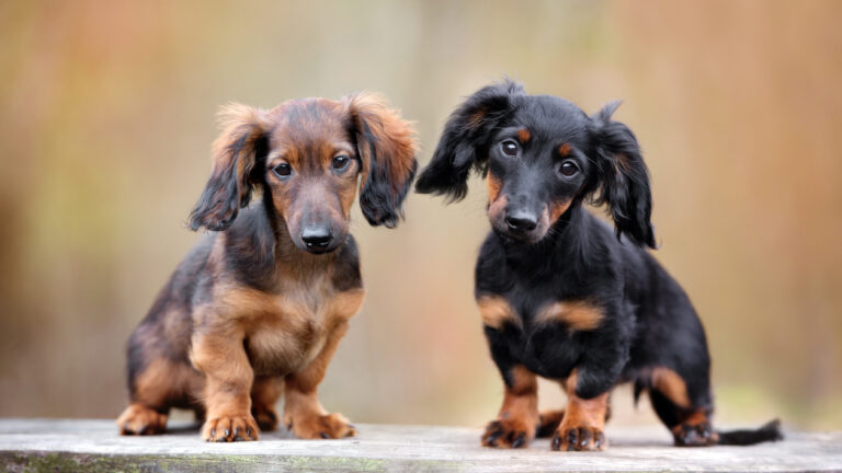 Dachshund puppy