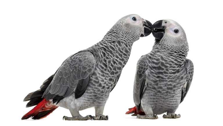 Two African Grey Parrot- keep in pairs