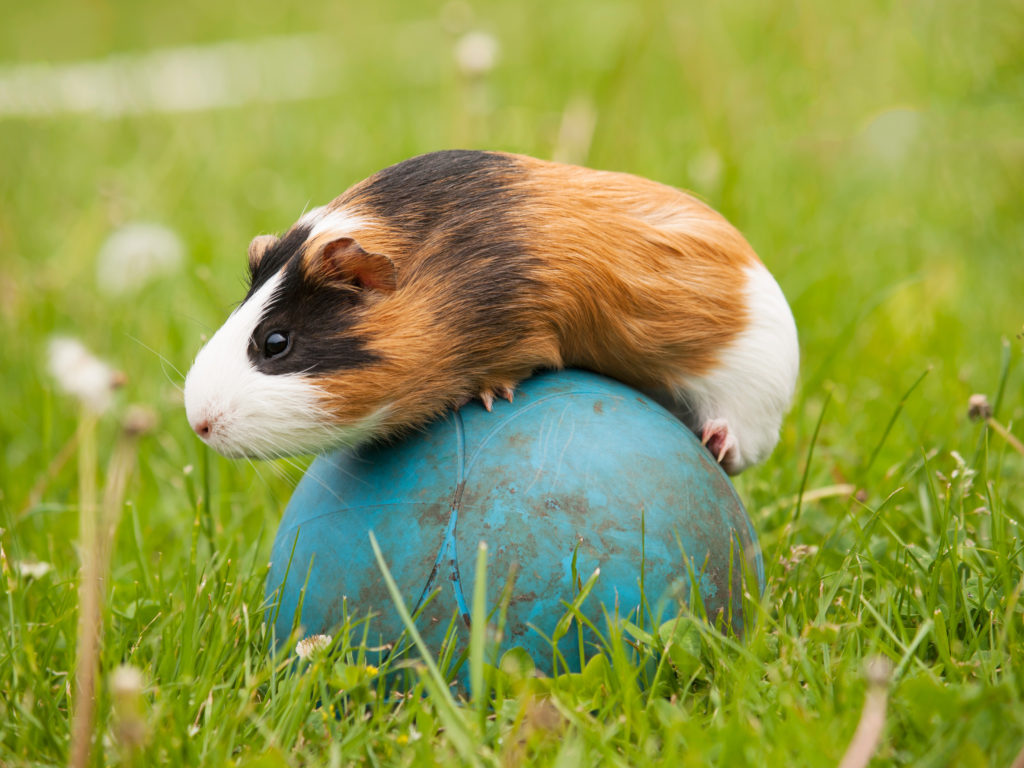 Guinea pig on ball