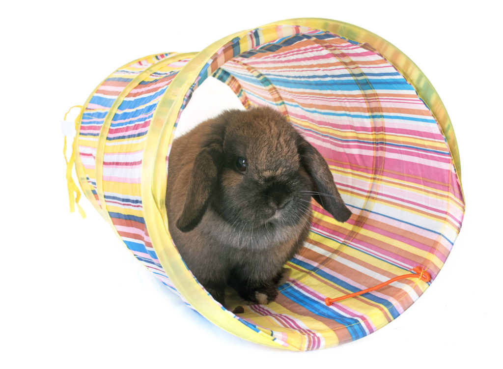 Dwarf lop-eared rabbit