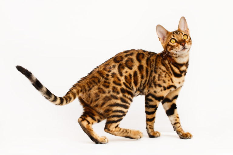 bengal cat compared normal cat