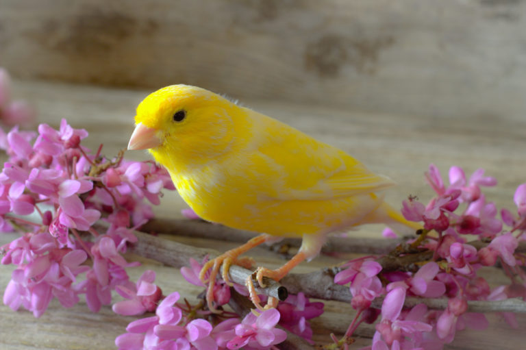 Canary bird nutrition - canary food