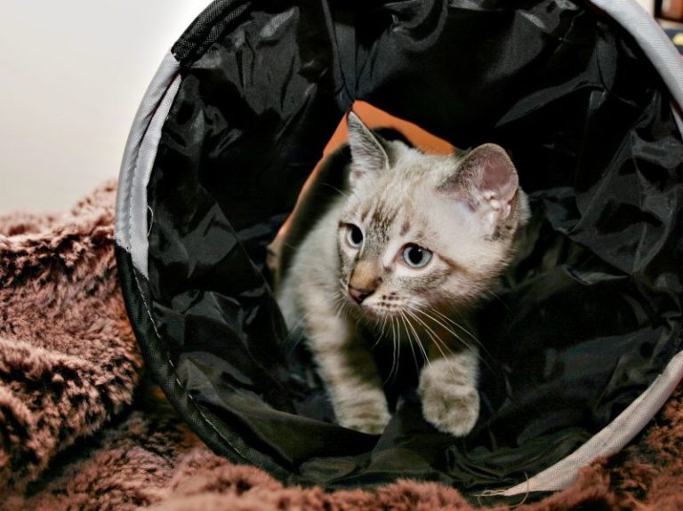 zooplus cat tunnel