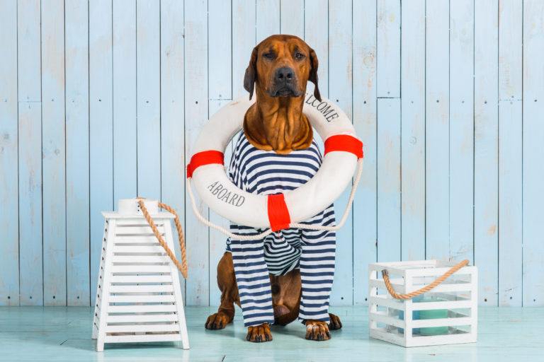 Shy Rhodesian Ridgeback dog-sailor with lifebuoy around neck