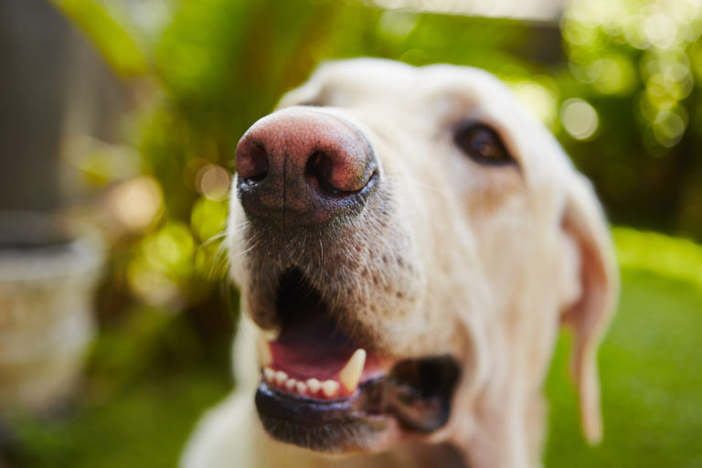 Dog sniffing and using his senses