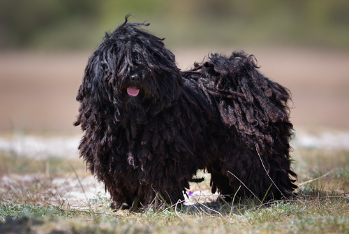 Puli Dog Breed - IE