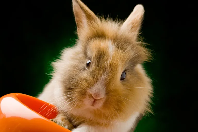 Dwarf rabbit with lion’s head with food Dwarf rabbit with lion's head with food