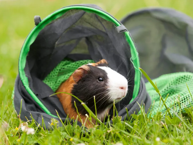 Guinea pig in tunnel Guinea pig in tunnel