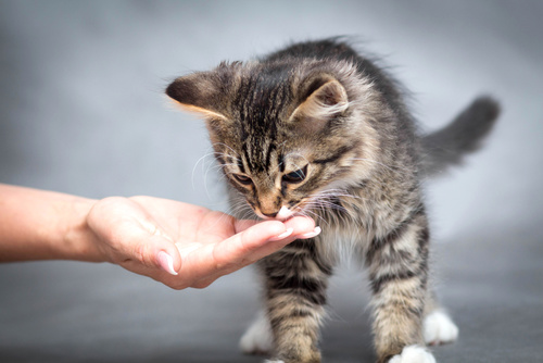 raising a kitten