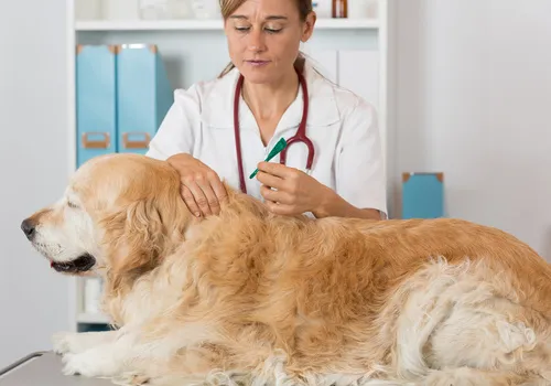 leishmaniasis dog