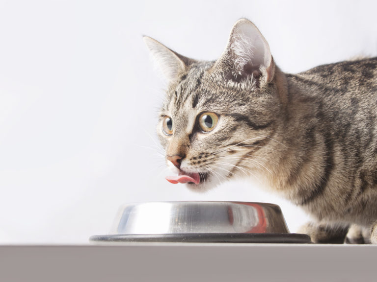 Cat eating organic cat food