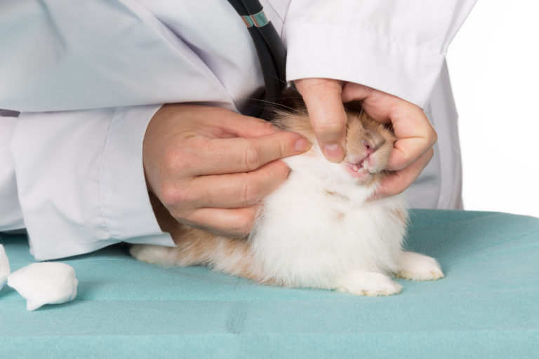 Rodent having teeth checked at the vet