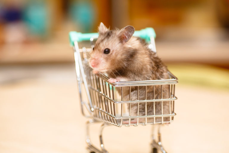 Funny Syrian hamster grey in children's shopping carts.