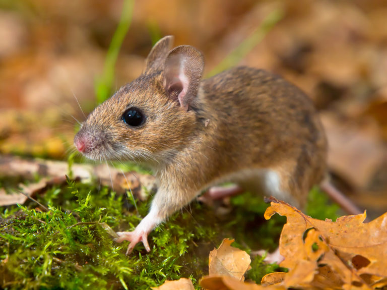yellow necked mouse walking