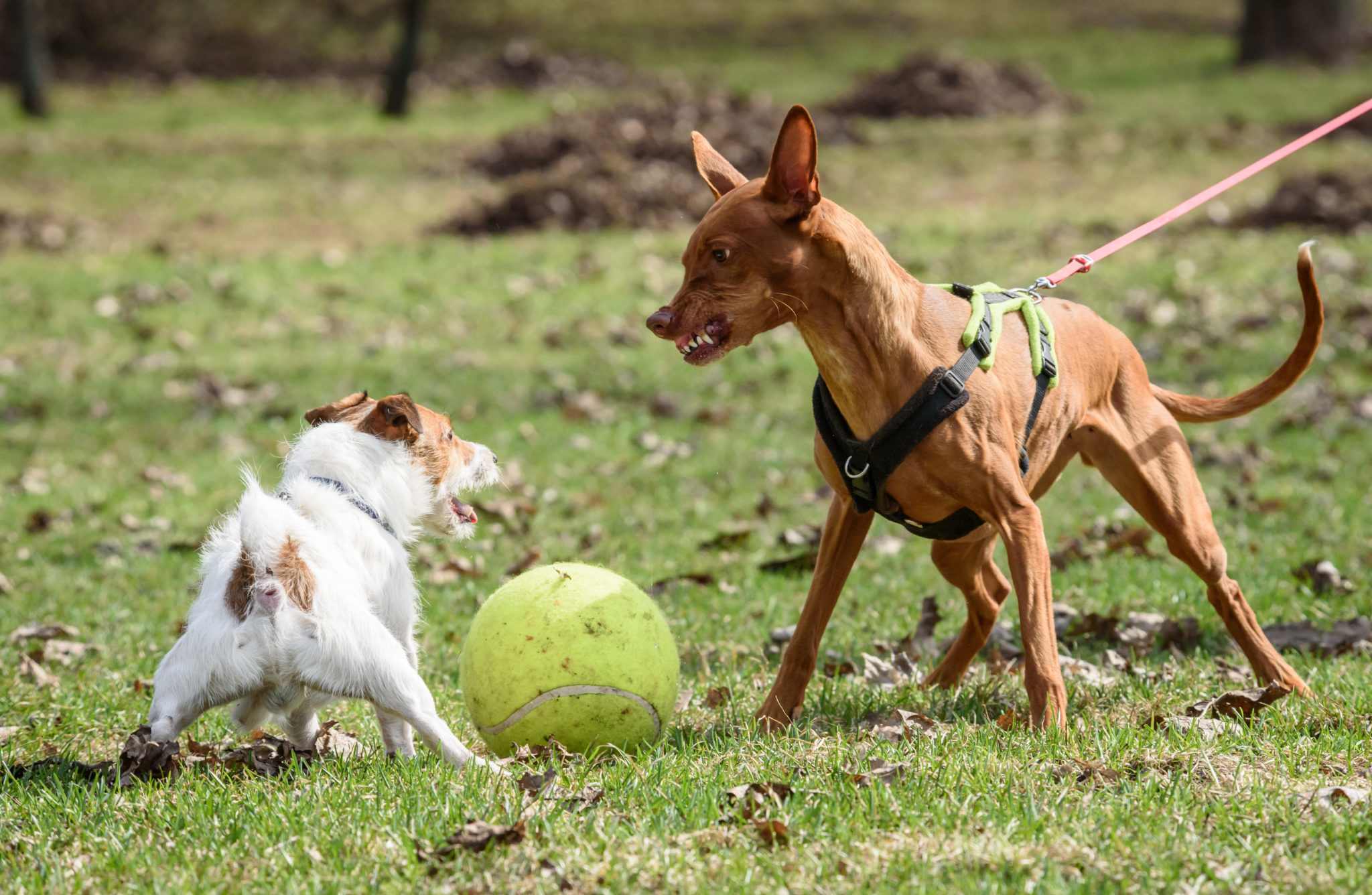 obedience school for aggressive dogs