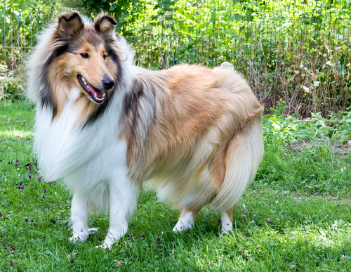 The Collie Dog. The television series “Lassie” made…, by Pets Feed, The  Pets Club