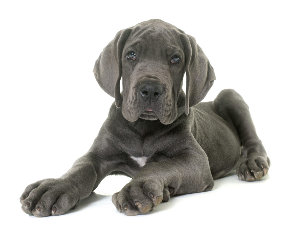 Blue Great Dane