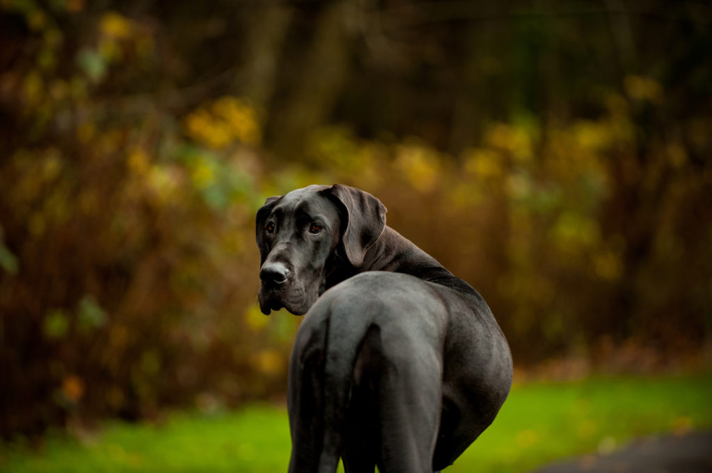 is a great dane a good pet