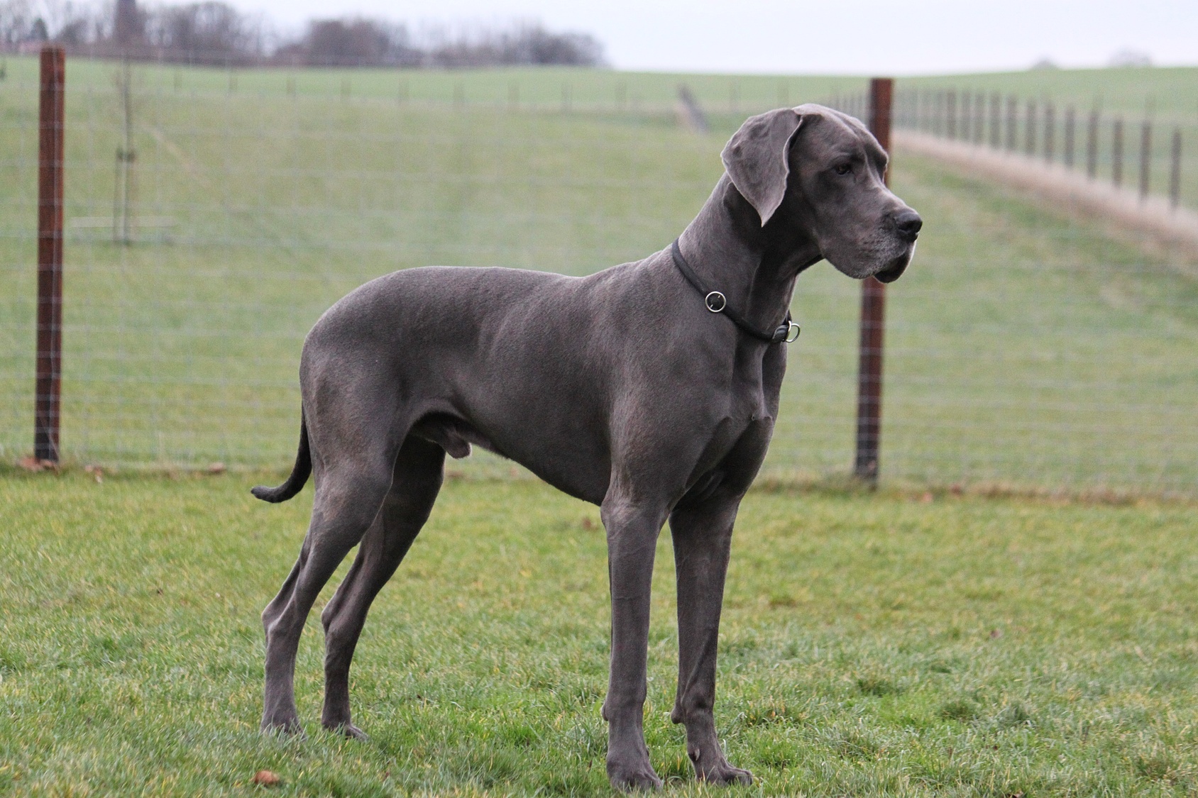 are merle great danes healthy