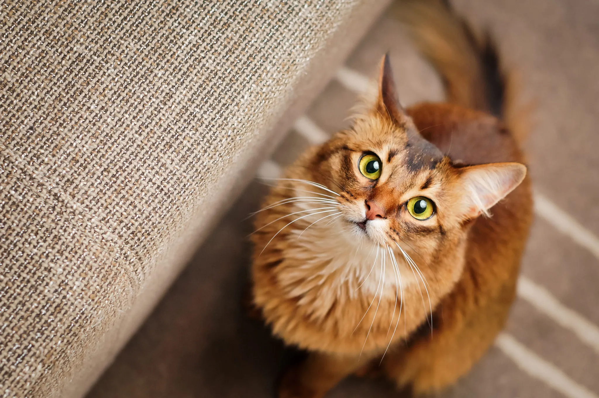 Somali Cat Looking Up