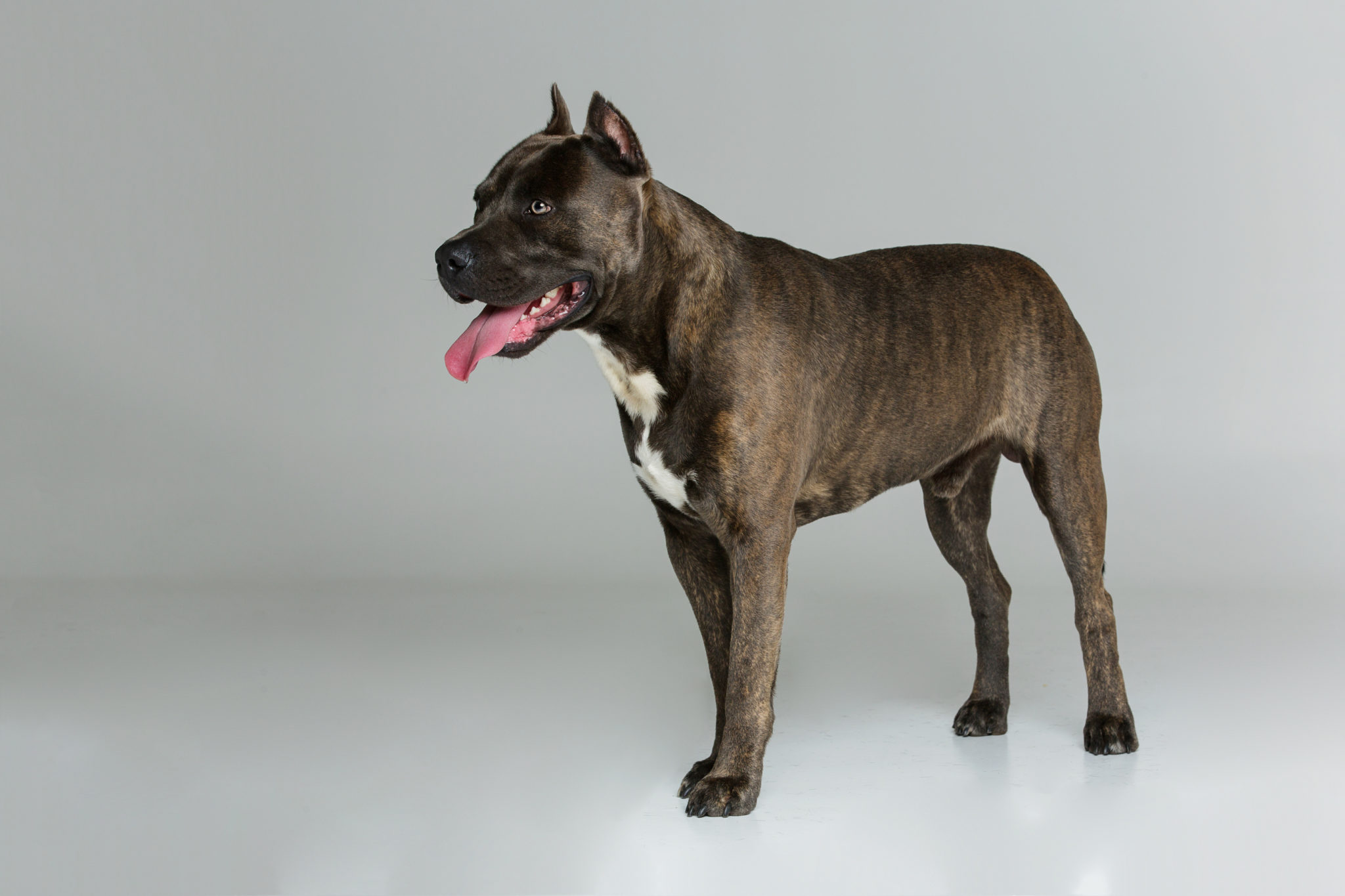 can a american staffordshire terrier guard a home