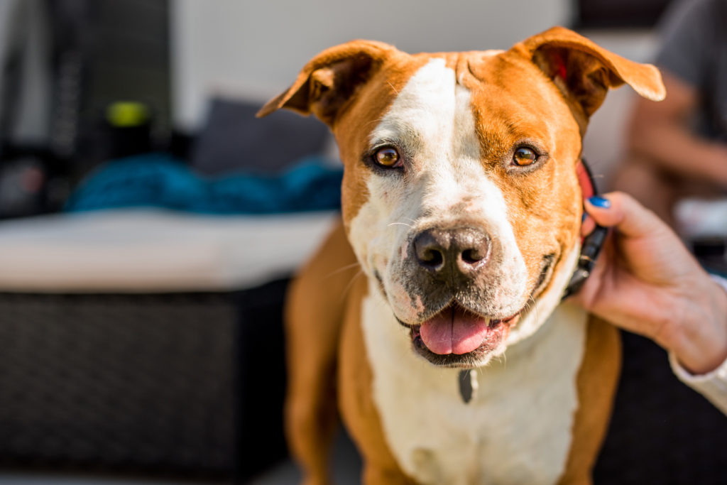 can a american staffordshire terrier guard a home