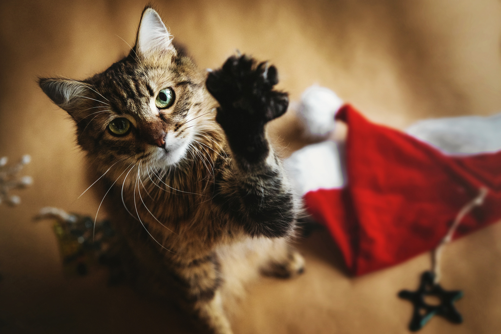 A cat for christmas outlet