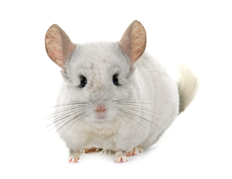 Chinchilla Small Pet