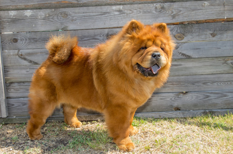 chow chow with no hair