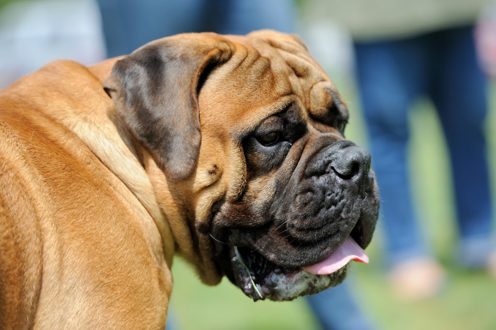 English Mastiff Dog