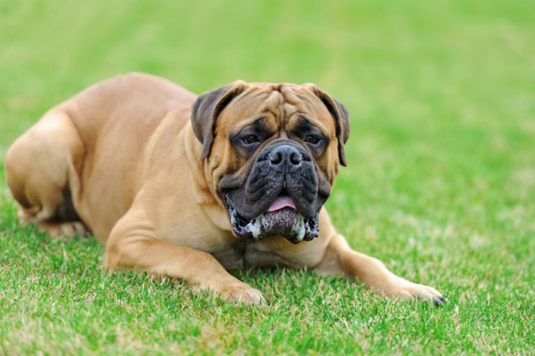 English Mastiff Dog Breed