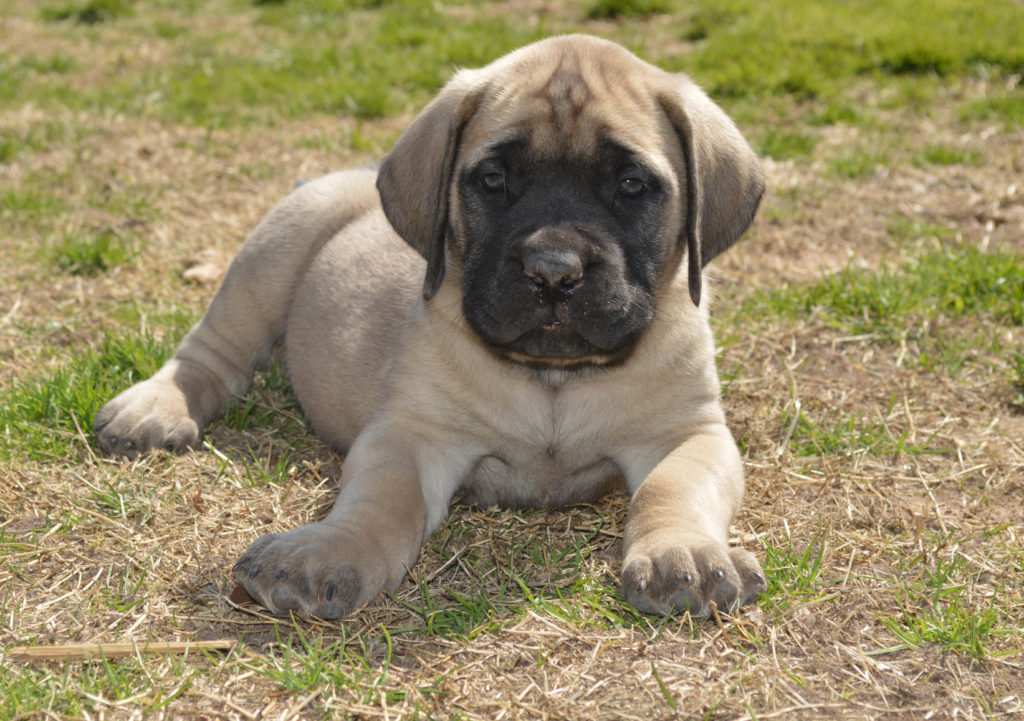 Mastiffs for best sale adoption in ireland
